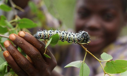 Kinh dị món sâu bướm Mopane, đặc sản được ưa chuộng ở Zimbabwe