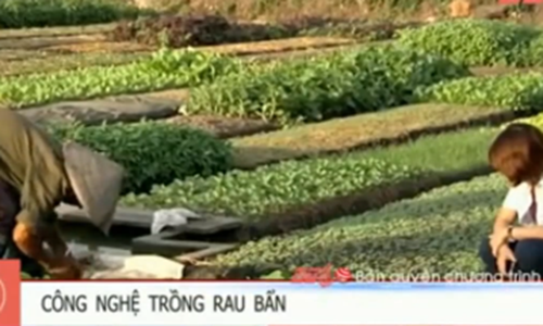 Rùng mình cảnh tưới rau muống bằng nhớt thải giữa Sài Gòn