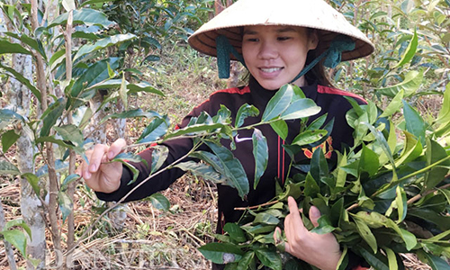 Điểm mặt những sản vật nơi cổng trời Quảng Ngãi