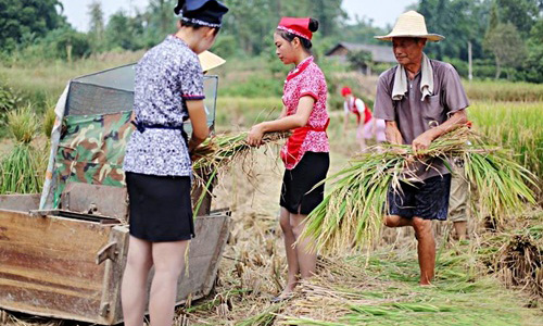 Tiếp viên hàng không đi giày cao gót gặt lúa gây bão