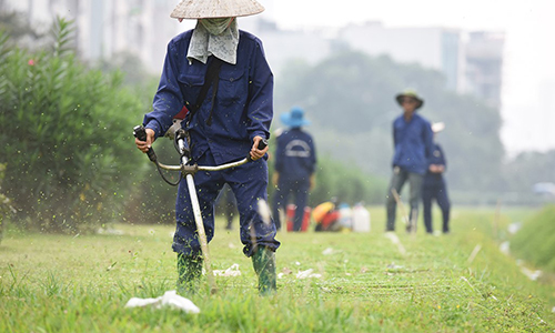 Mục kích công nhân cắt cỏ mọc um tùm giữa thủ đô