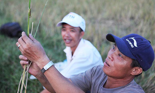 Kiếm tiền triệu mỗi ngày từ săn châu chấu