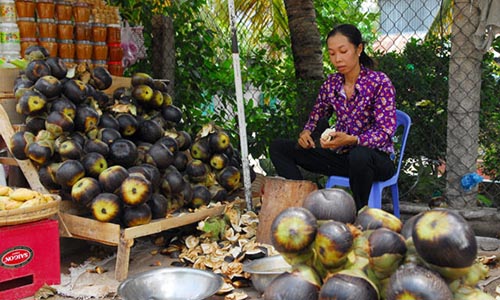 Về vùng Bảy Núi đúng vào mùa nấu đường thốt nốt