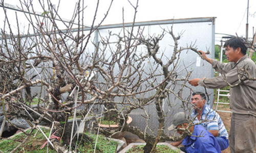 Đào tiến vua giá nghìn đô chưa ra hoa đã hút khách