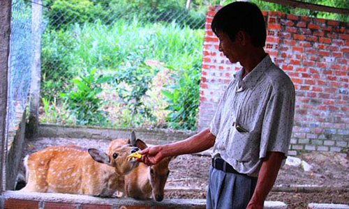 Thú vui nuôi hươu, nai thu trăm triệu mỗi năm 