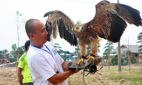 Kỳ công thú chơi chim săn mồi của dân Việt