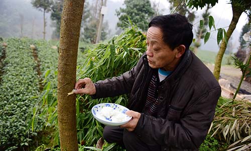 Khó đỡ dân Trung Quốc cho cây “ăn cơm” đẻ sai quả