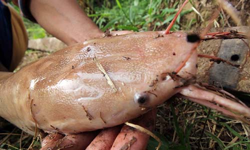 Anh nông dân Cần Thơ nuôi cá trê màu hồng phấn để ...ngắm