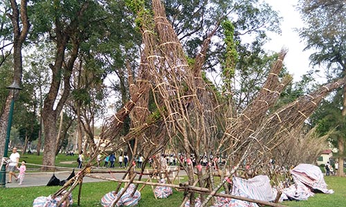 Hàng trăm cây anh đào nghiêng ngả tại công viên Thống Nhất 