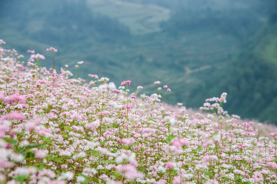 Ngắm hoa tam giác mạch nở sớm ở Bắc Hà, Lào Cai