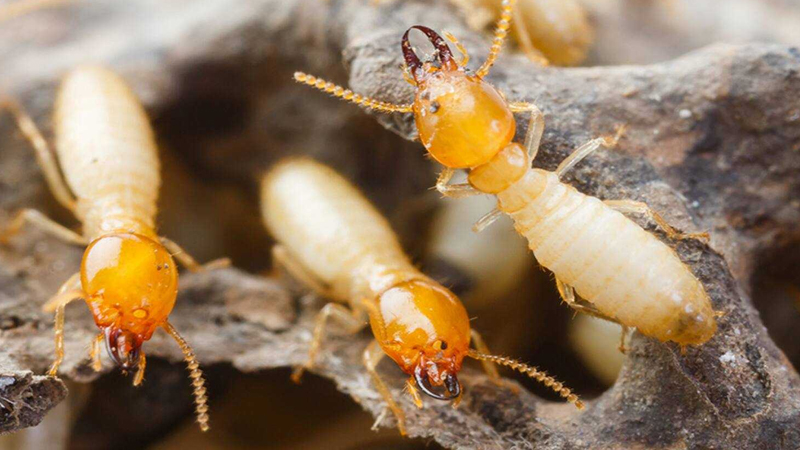 Mối bay ngập nhà ngày hè, cách nào diệt nhanh và an toàn?  