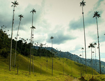 Kinh ngạc thung lũng cọ khổng lồ, kỳ dị ở Colombia