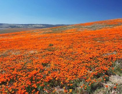 Thung lũng hoa anh túc khổng lồ ở California