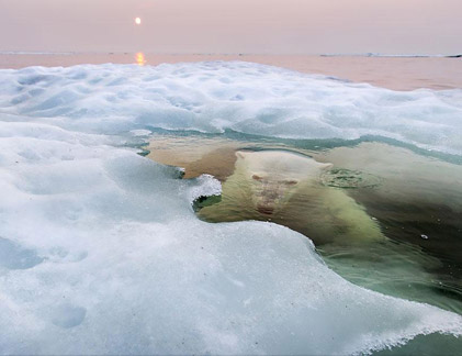 Loạt ảnh tuyệt đẹp đoạt giải cuộc thi ảnh National Geographic 2013