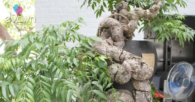 Cây ăn quả quen thuộc thành bonsai lạ, vừa đẹp vừa phong thuỷ