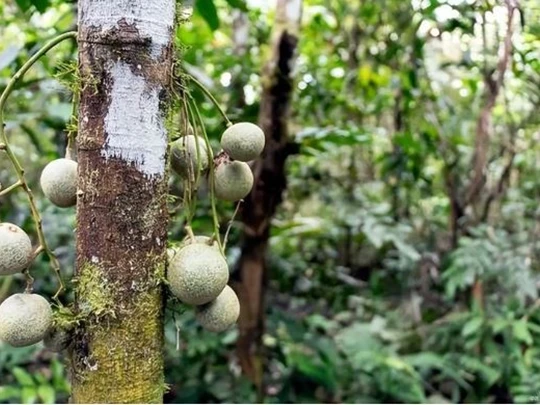 Loài cây chứa chất kịch độc, đứng dưới gốc cũng khó giữ mạng