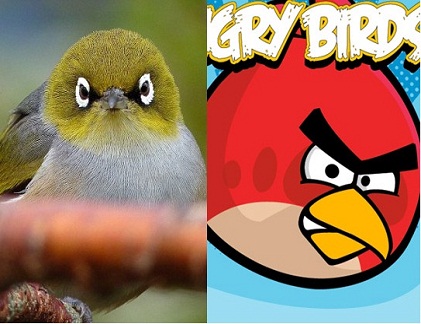 Kỳ thú phiên bản Angry Birds ngoài đời thực