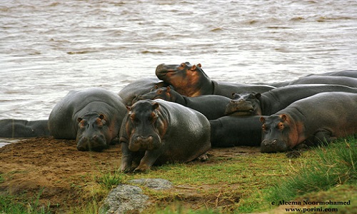 Ngắm mãnh thú trong “vương quốc hoang dã” Maasai Mara