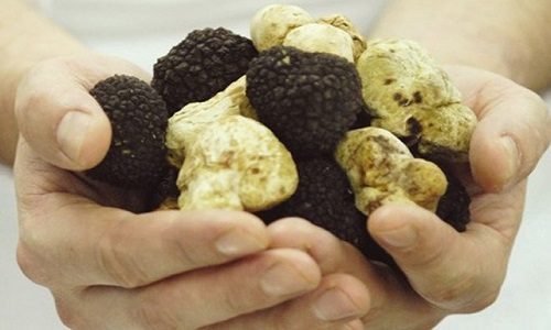 Theo chân nông dân Tây "săn" nấm Truffle giá bạc tỷ