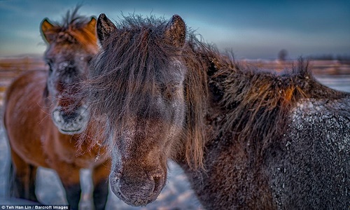 Ngắm "siêu ngựa" cực hiếm tại vùng đất băng giá Siberia