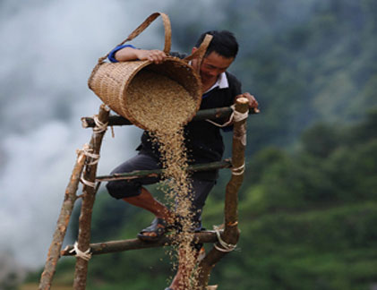 Ấn tượng mùa gặt Mù Cang Chải trên AFP 