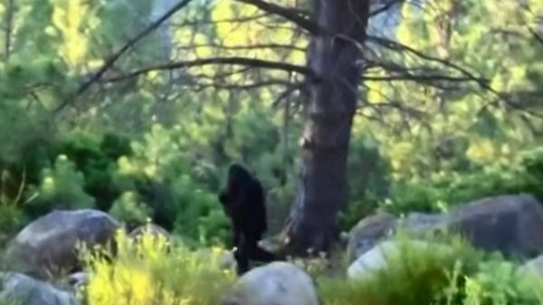 Bấn loạn những lần quái vật chân to Bigfoot thình lình xuất hiện