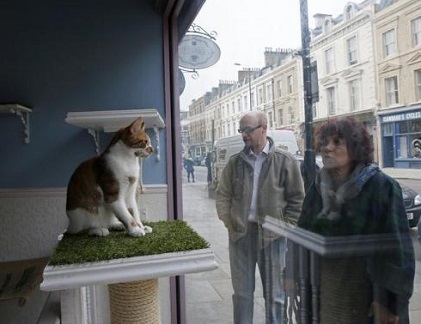 Quán cafe mèo “sang chảnh” siêu cute ở London