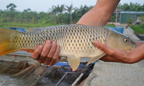 Biến cá chép thường thành cá giòn nhờ hạt đậu “thần kì”