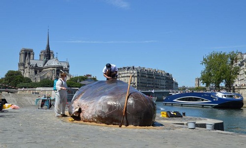 Cá voi khổng lồ “phơi nắng” giữa lòng Paris gây sốc