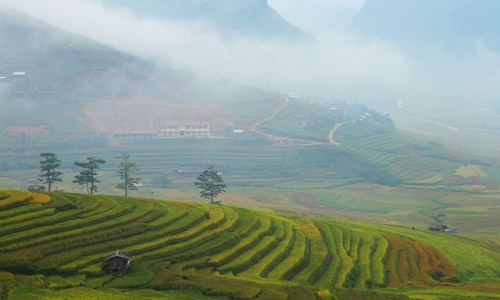 Mùa vàng Tú Lệ đẹp ngỡ ngàng khiến bạn muốn "quẩy" luôn