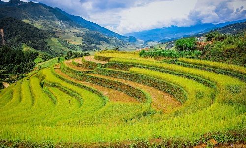 Ruộng bậc thang Mù Cang Chải thơ mộng mùa lúa chín