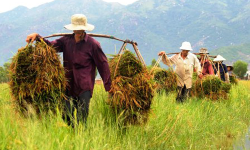 Mẹo làm việc ngoài trời ngăn ngừa ung thư da