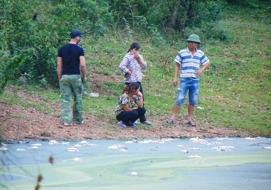 Nước hồ đen kịt, cá chết bốc mùi hôi thối do Cty gia cầm Hòa Phát Phú Thọ xả thải