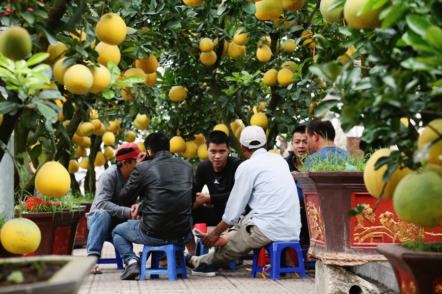 Hàng chục triệu đồng cho cây bưởi cảnh dịp Tết Canh Tý 2020