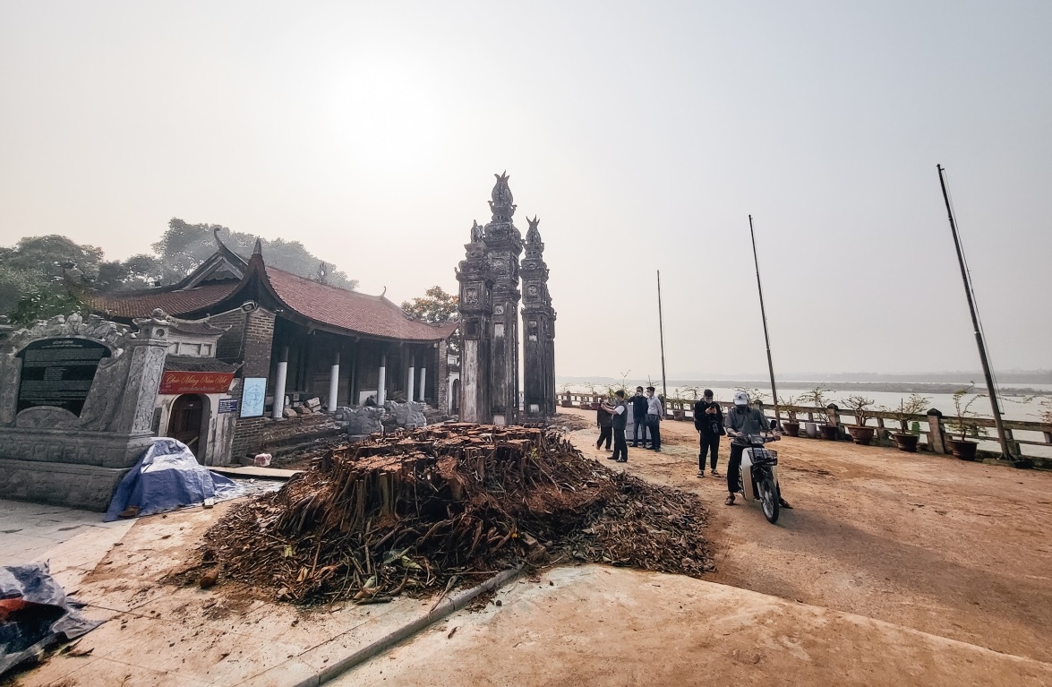 Ban Khánh tiết đình Chèm nhận trách nhiệm vì tự ý chặt hạ cây đa