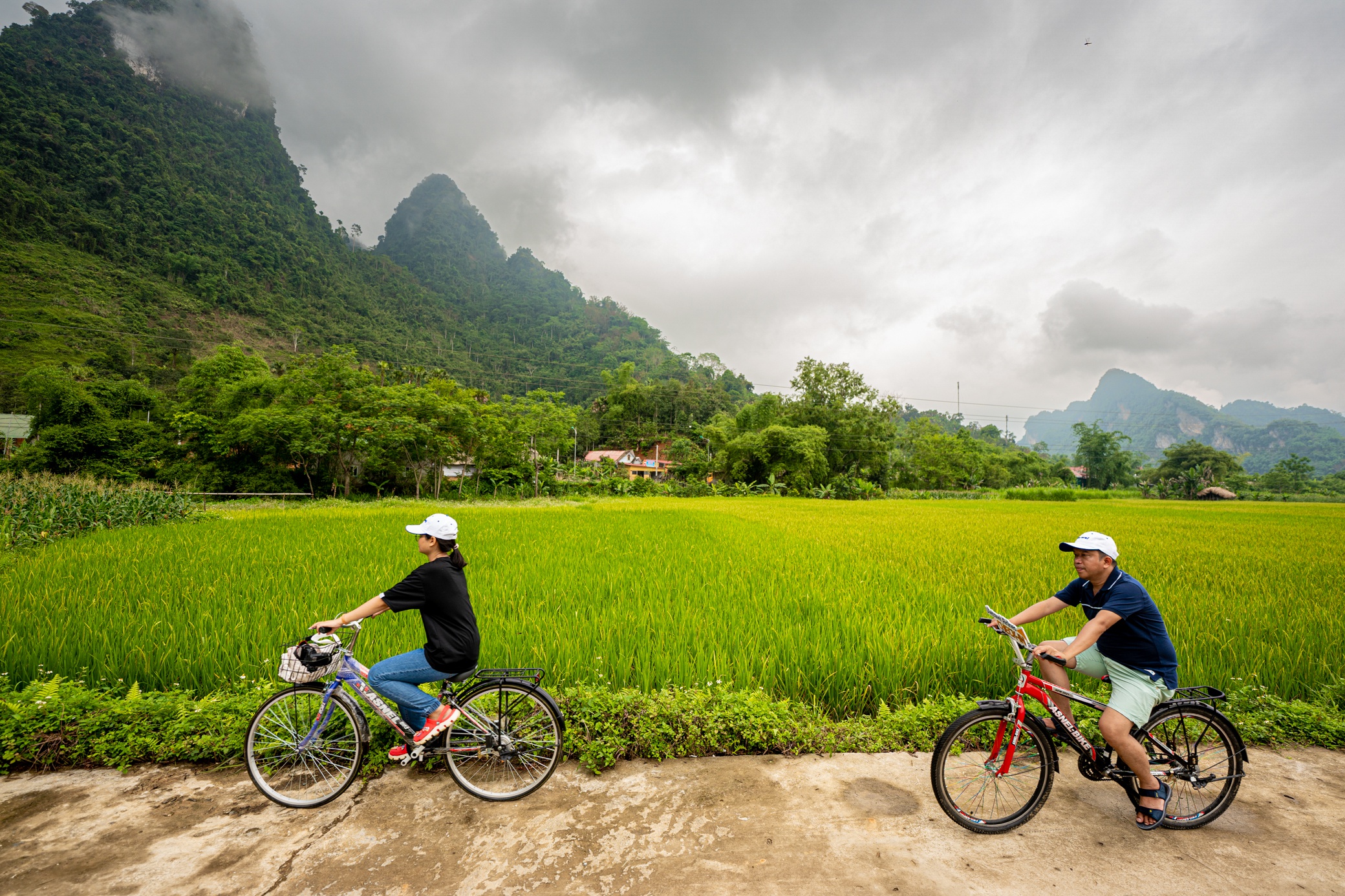 Đạp xe giữa ruộng lúa, thử làm bánh trứng kiến của người Tày