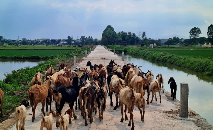 Hà Nội: Dự án công trình giao thông nội đồng dài 2,1km ở Thanh Trì giờ ra sao?