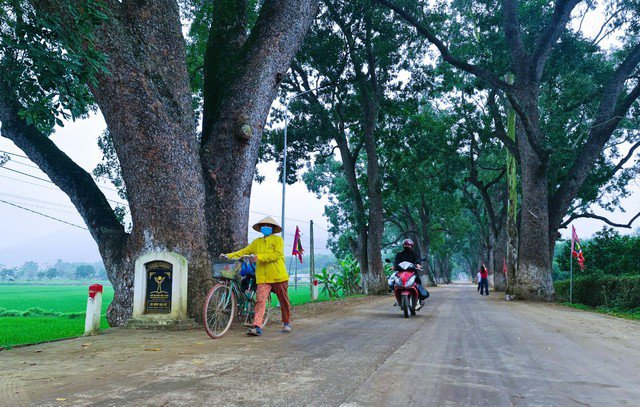 Ngắm hàng cây xà cừ hơn 100 năm tuổi dưới chân núi thiêng