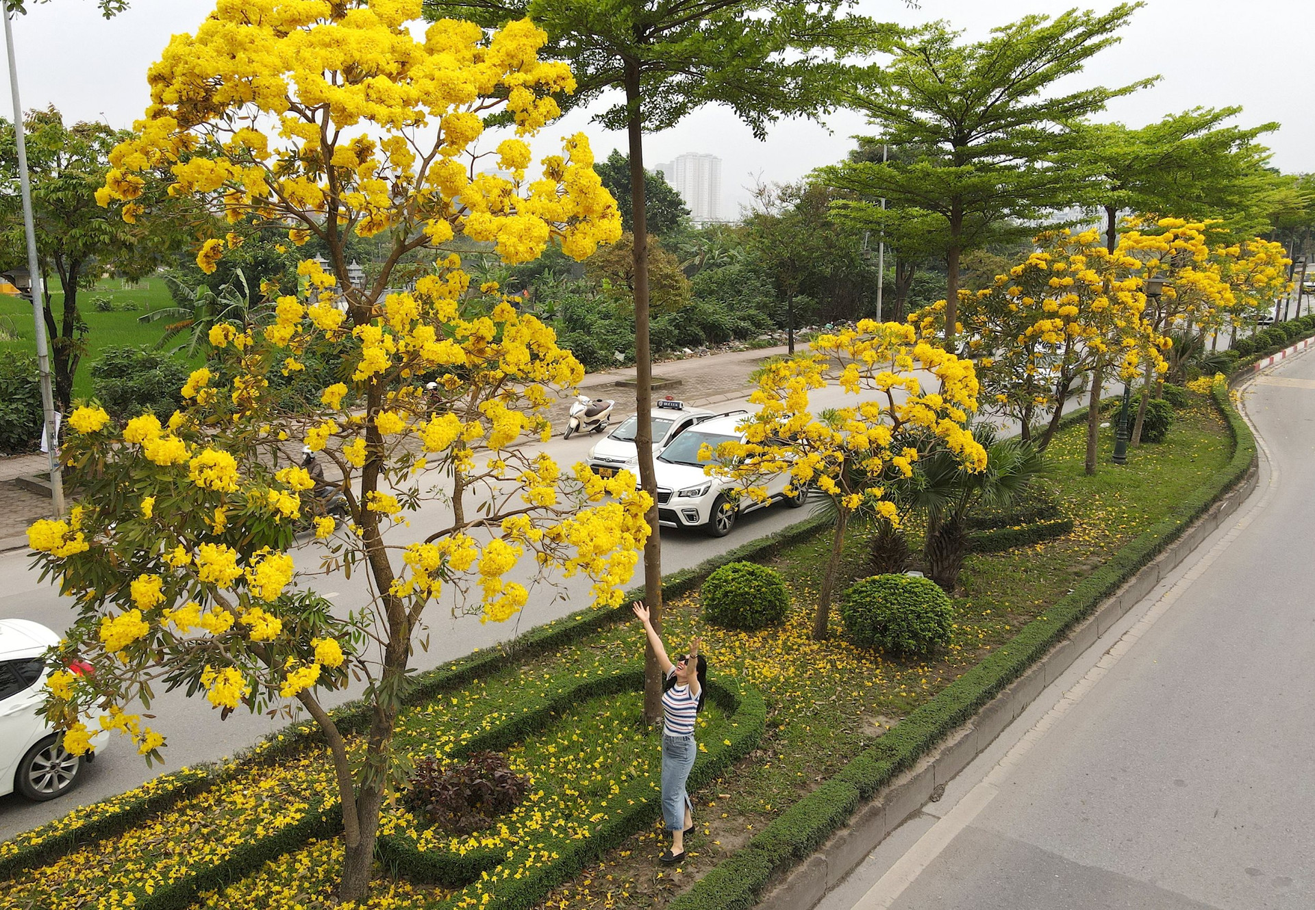 Hà Nội rực rỡ sắc vàng hoa phong linh