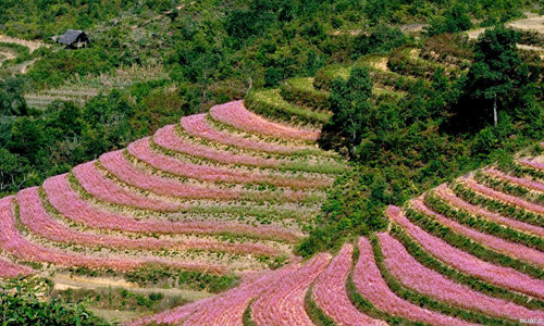 Hoa tam giác mạch tuyệt đẹp trên cao nguyên phía Bắc