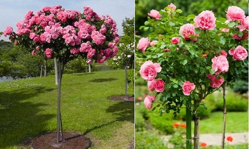 Hoa hồng tree rose giá đắt bỏng tay có gì lạ?