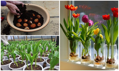 Ba cách đơn giản trồng tulip nở hoa ưng ý