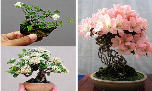 Mãn nhãn ngắm cây bonsai nở hoa rực rỡ