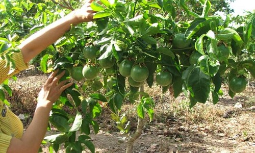 Cận cảnh loại chanh dây lái thương Trung Quốc đang mua ồ ạt