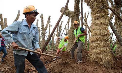 Ảnh: Chăm sóc “cụ cây” Kim Mã bằng thảo dược và thuốc quý