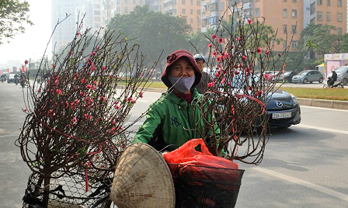 Ảnh: Tết về trên những xe chở đào rong khắp phố Hà Nội