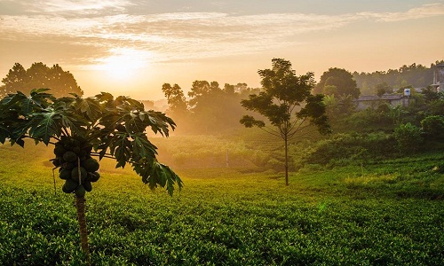 Ảnh: Bình minh tuyệt đẹp trên những đồi chè Tân Cương