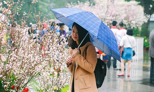 Người dân đội mưa đi xem Lễ hội hoa anh đào Nhật Bản