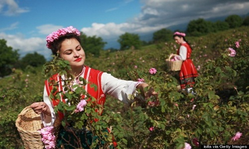 Lễ hội hoa hồng ở Bulgaria diễn ra như thế nào? 