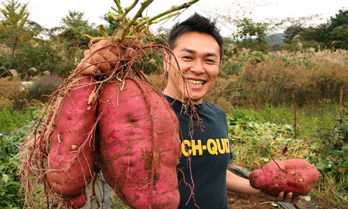 Hốt bạc với khoai lang khổng lồ, hình dáng siêu lạ 